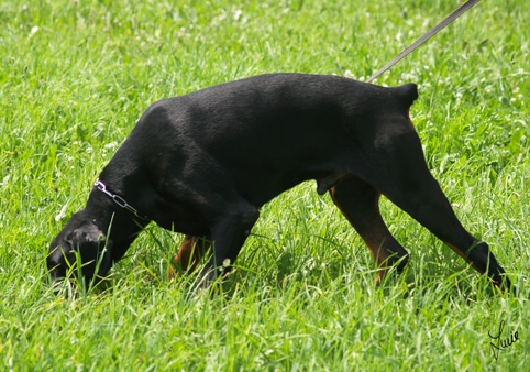 Dogs in training 6/2007